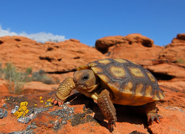 Sonoran Desert turtles
