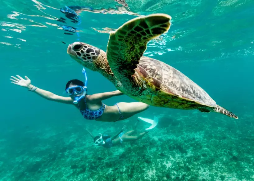 sea turtle diving locations