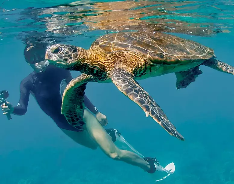 Florida sea turtle tours