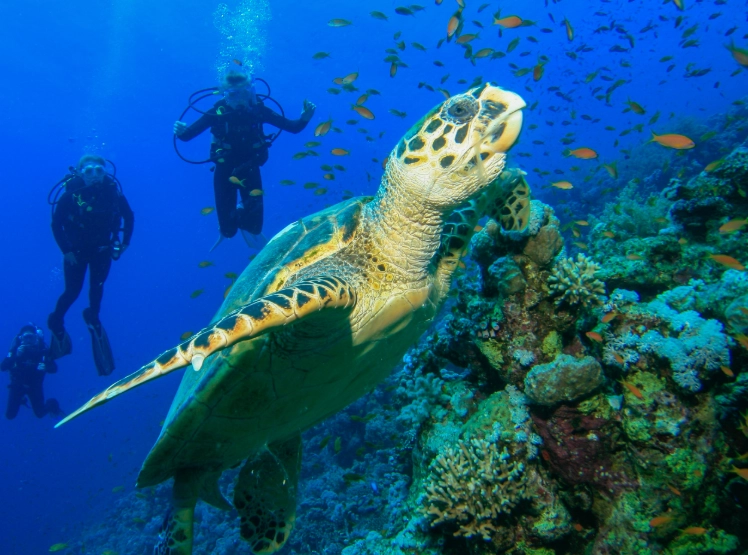 swim with sea turtles in Florida