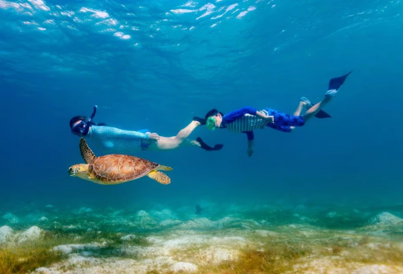 swim with sea turtles in Florida