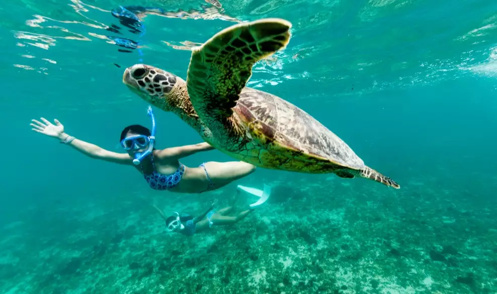 is it okay to swim with sea turtles