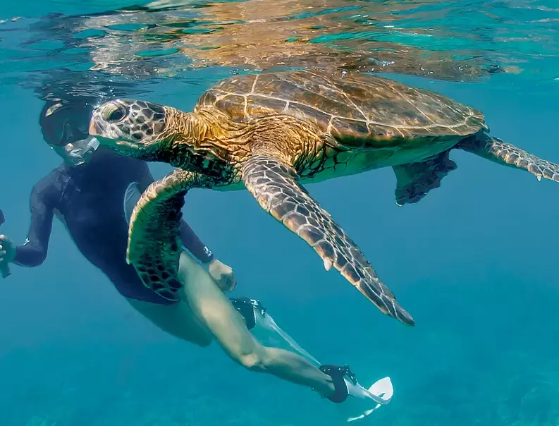 Florida sea turtle tours