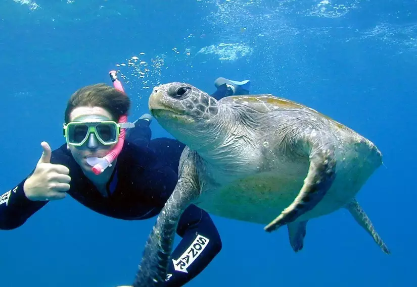 sea turtle tours florida