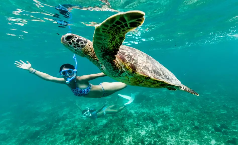 swim with sea turtles florida cost