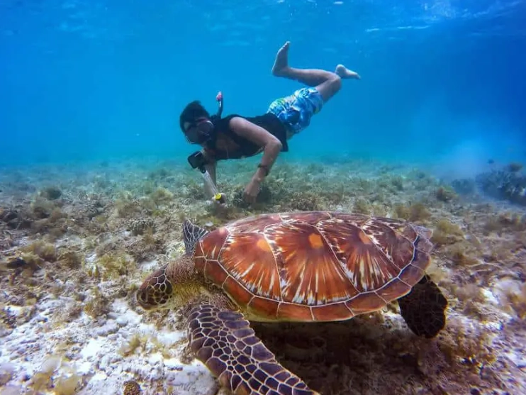 swim with sea turtles in Florida