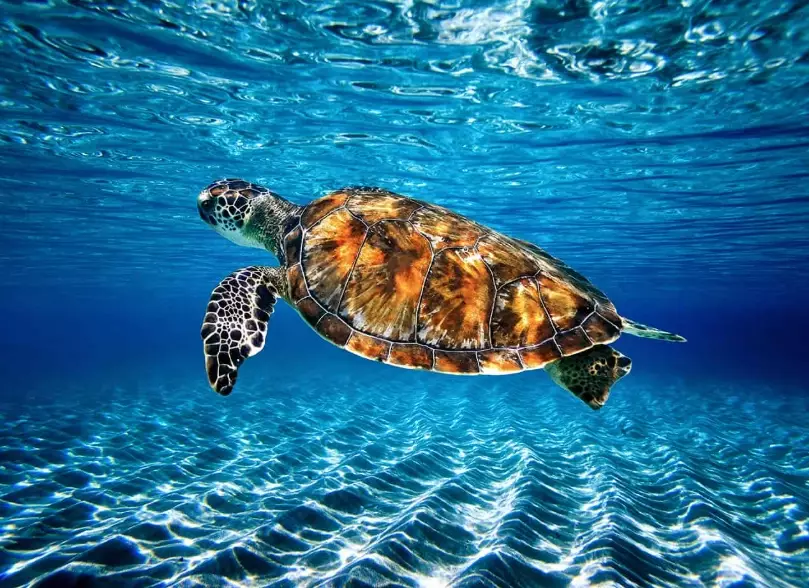 Clearwater sea turtle snorkeling