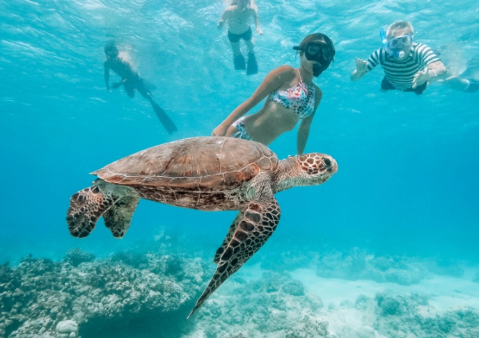 sea turtle tours florida
