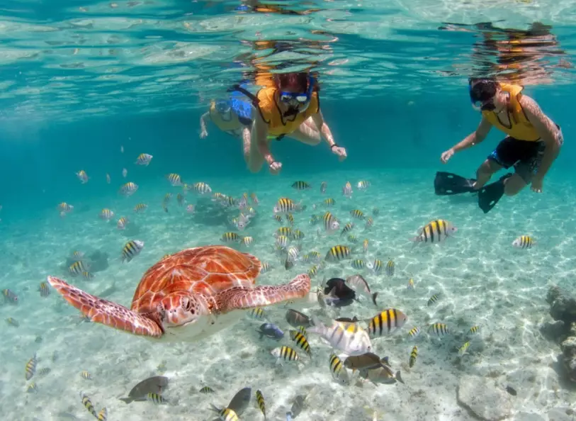 florida turtle snorkeling