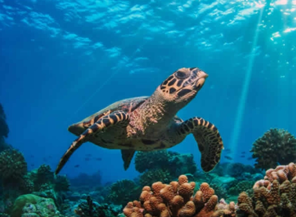 best places to dive with turtles