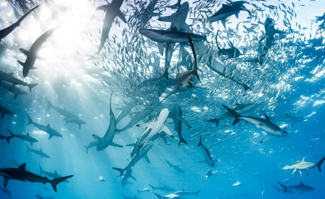 Socorro diving liveaboard