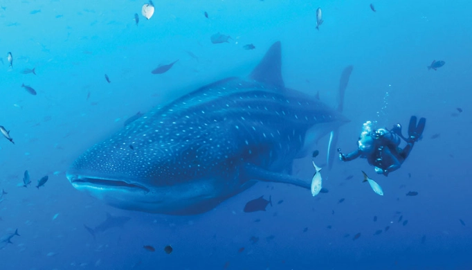 Socorro diving liveaboard