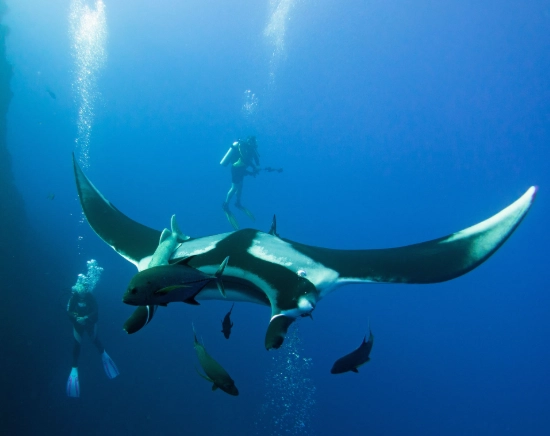 Socorro Mexico marine life