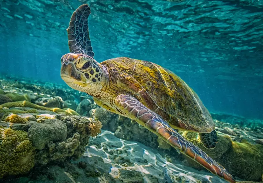 best time to see sea turtles