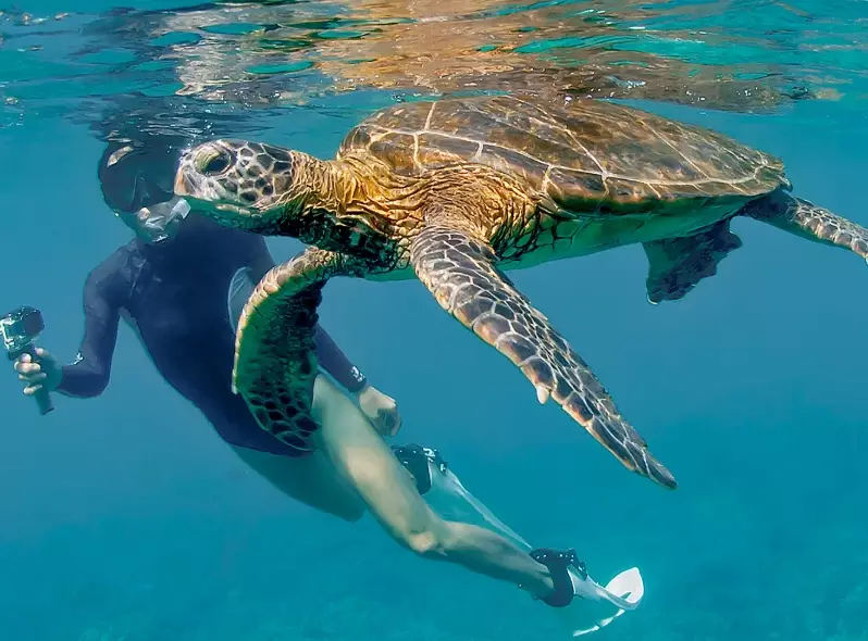 best time to see sea turtles