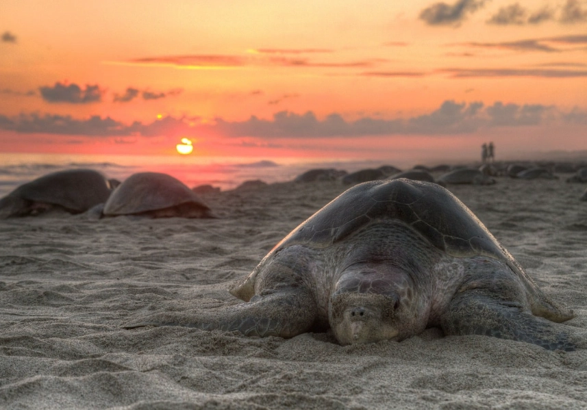 sea turtle nesting Florida