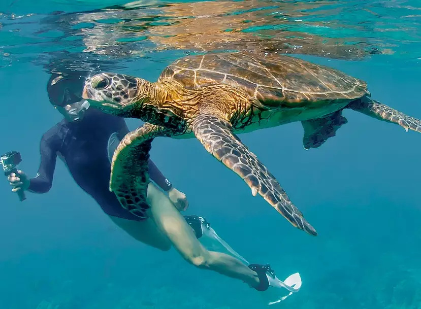 sea turtle encounters Florida