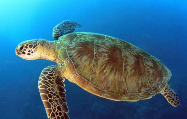 sea turtle nesting Florida