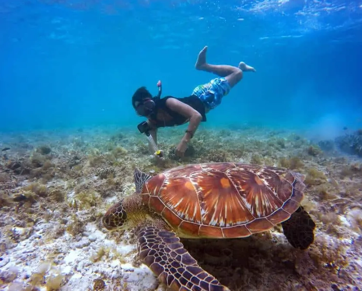 Florida sea turtle snorkeling