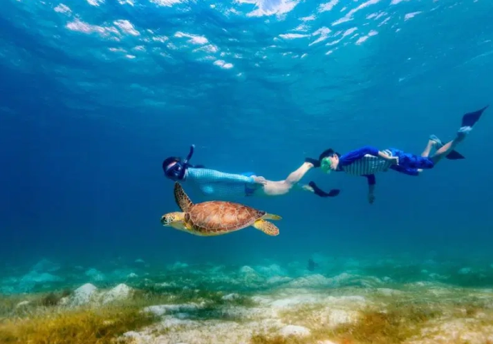 swim with sea turtles Florida