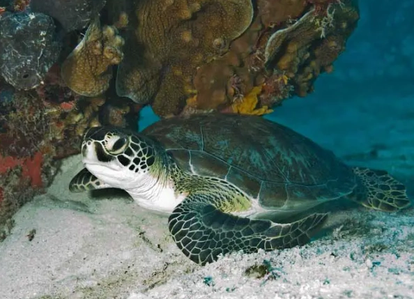 Florida sea turtle snorkeling