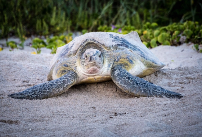 Florida sea turtle season
