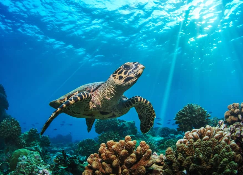 Florida sea turtle season