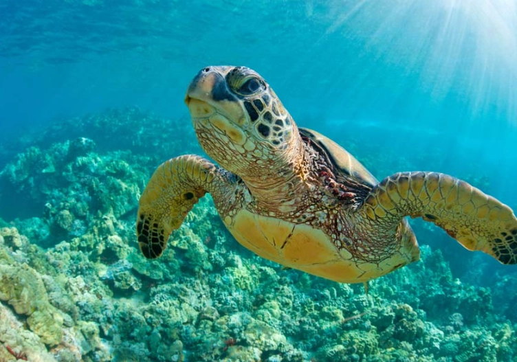 Florida sea turtle season