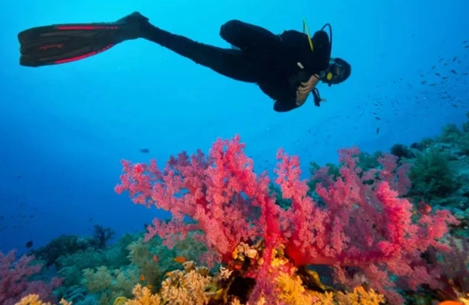 best dive sites for beginners