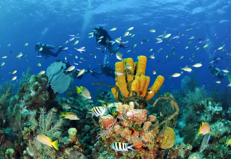 beginner scuba diving Caribbean