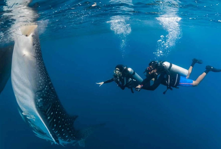 whale shark diving