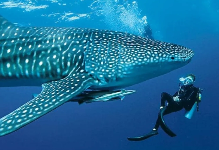 whale shark diving