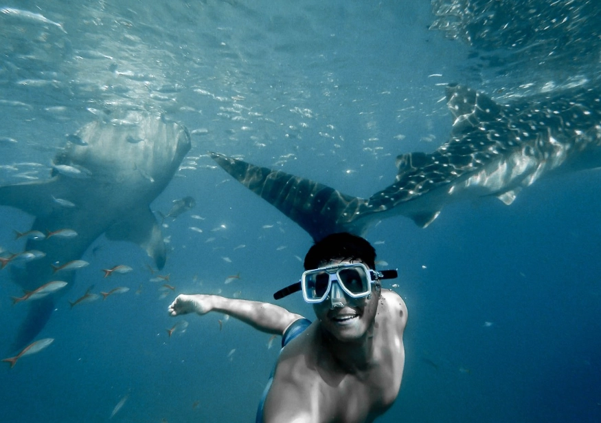whale shark encounter
