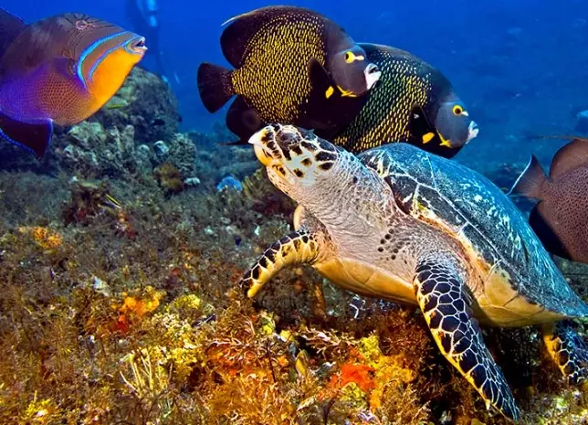 scuba diving travel guide