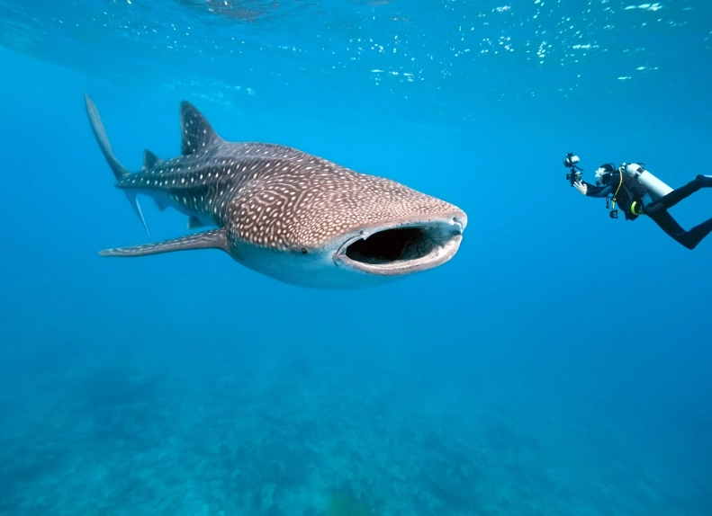 swim with whale sharks
