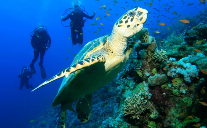 beginner scuba diving Caribbean