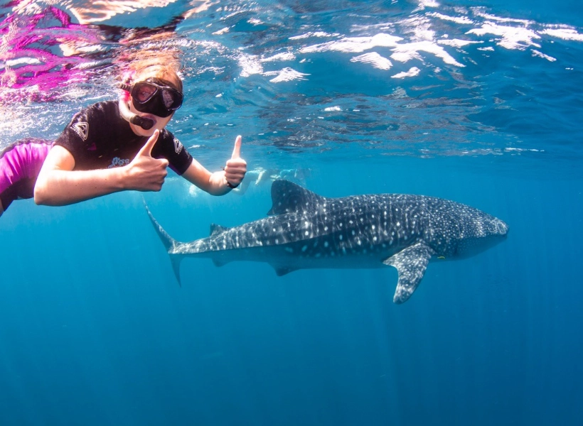 swim with whale sharks