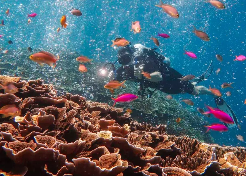 best dive sites Philippines