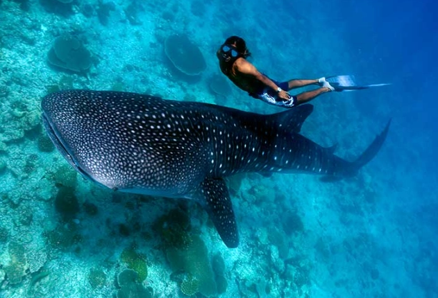 whale shark snorkeling