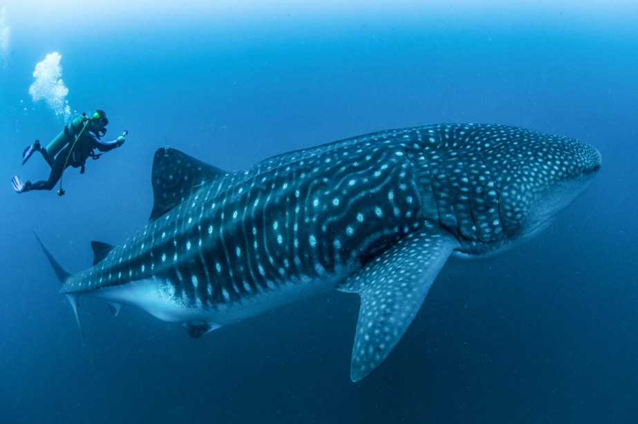 best places to swim with whale sharks