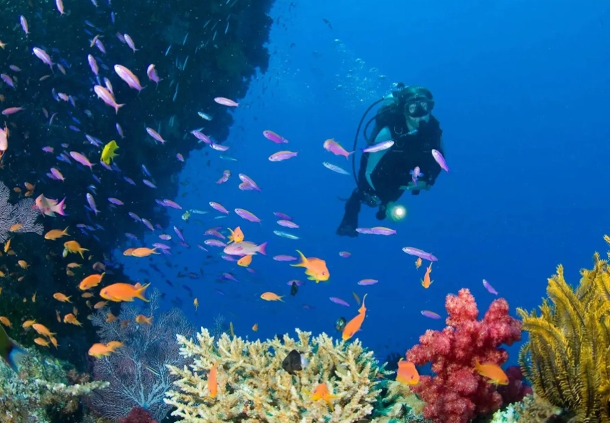 best diving Philippines beginner