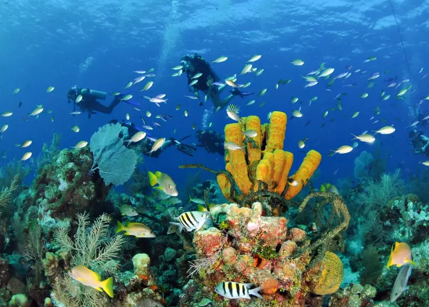 Caribbean scuba diving