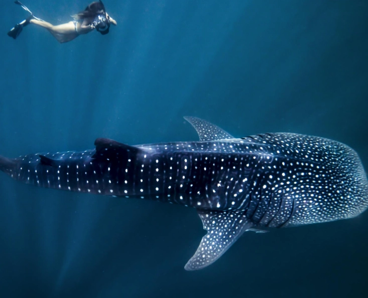 swim with whale sharks