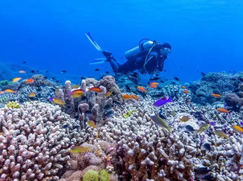 Philippines liveaboard diving