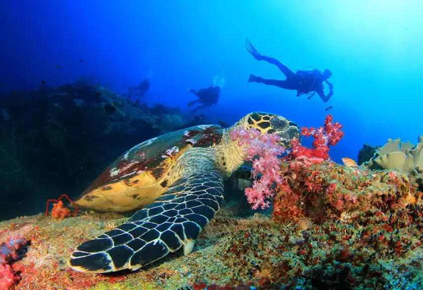 Caribbean dive sites