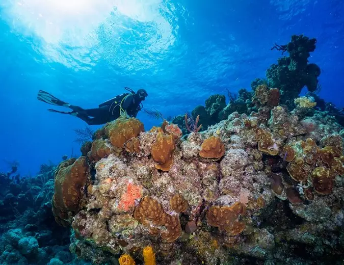 Bonaire diving capital Caribbean