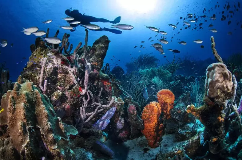 Bonaire diving capital Caribbean