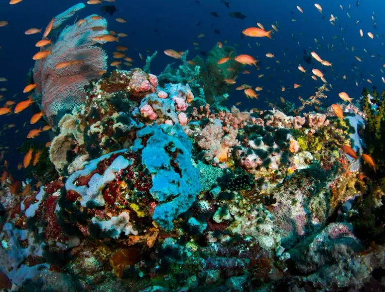 best time to dive Philippines