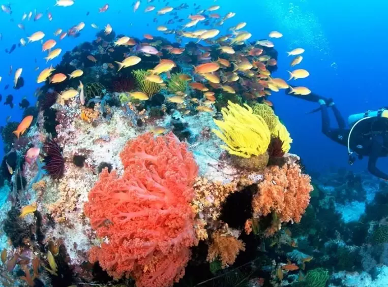 best time to dive Philippines