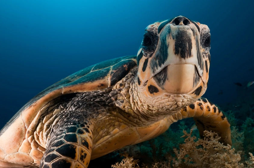 bull shark diving Cancun